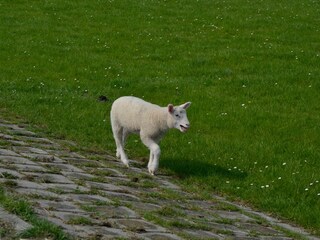 Deichkind - viele zu sehen auf der Bäderstraße in Jade