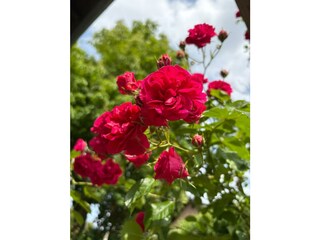 Rosenstrauch im Garten der Gastgeber