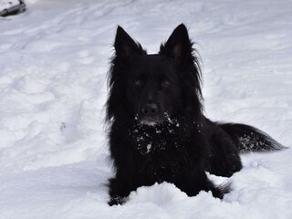 Hund der Gastgeber im Schnee