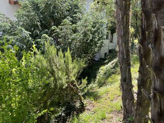 aromatische Pflanzen im Garten