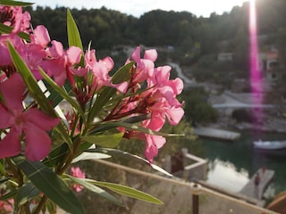 Holiday house Vela Luka Outdoor Recording 2