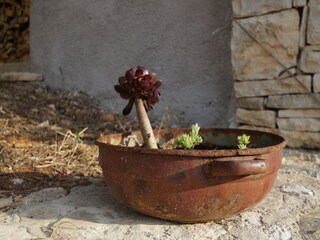 Ferienhaus Vela Luka Außenaufnahme 8