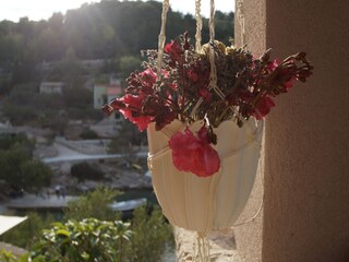 Ferienhaus Vela Luka Außenaufnahme 9