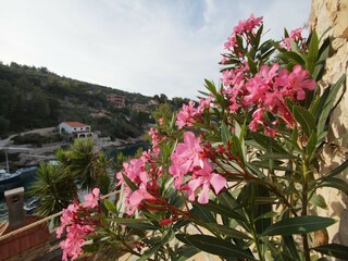 Ferienhaus Vela Luka Außenaufnahme 4