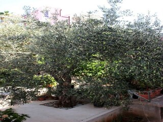 Appartement Cavtat Buitenaudio-opname 4