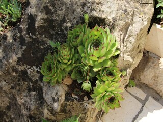 Ferienhaus Ston Außenaufnahme 15
