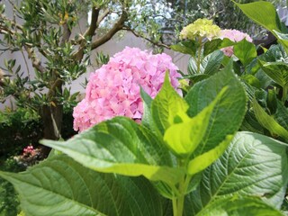 Ferienhaus Ston Außenaufnahme 6