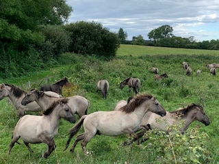 Wildpferde in der Geltinger Birk