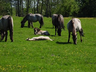 Koniks auf der Geltinger Birk