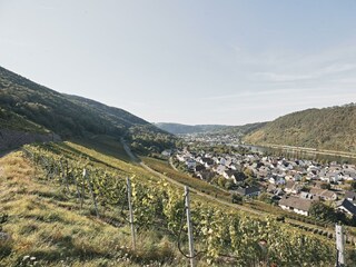 Weinberge
