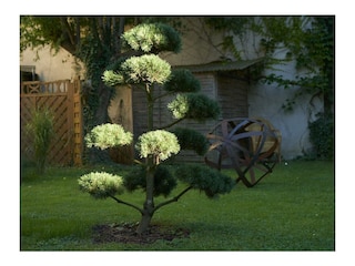 20200821_garten_0042_low