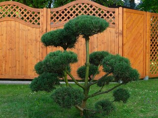 20250719_garten_neu_0014_low