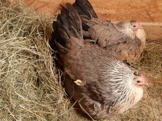 1620203595_henne-klein