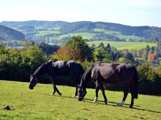 Ferienhaus Attendorn Außenaufnahme 17