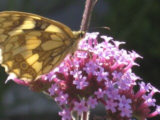 Holiday apartment Katzweiler Outdoor Recording 15