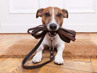 Hunde herzlich willkommen!