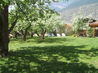 Apfelblüte im eigenen Garten
