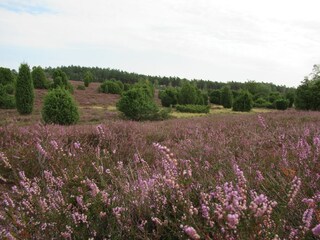 Ellerndorfer Heide im August