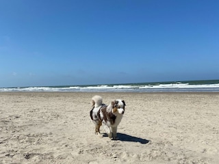 Ferienhaus Egmond aan den Hoef Außenaufnahme 27