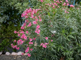 Villa Jan Thiel Außenaufnahme 39