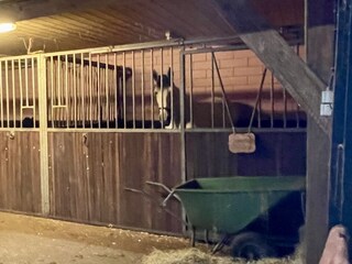 Ferienhaus Hoge Hexel Außenaufnahme 52