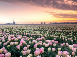Holiday house Petten Outdoor Recording 12