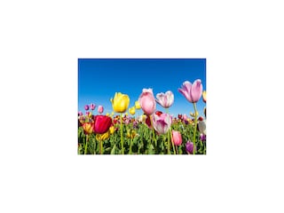 Ferienhaus Petten Außenaufnahme 10