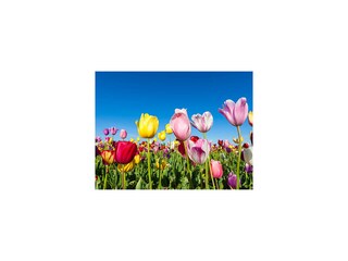 Holiday house Petten Outdoor Recording 10