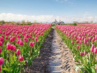 Holiday house Petten Outdoor Recording 16