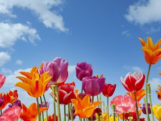 Holiday house Petten Outdoor Recording 18