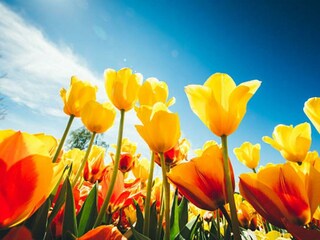 Ferienhaus Petten Außenaufnahme 13