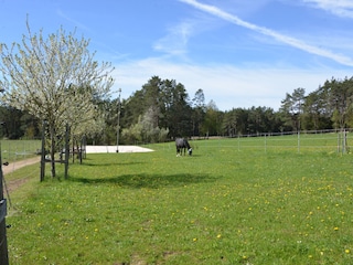 Blick über die Pferdekoppel