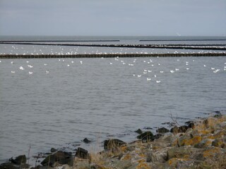 Das Wattenmeer
