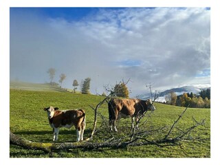 Tier-Hirzhof SO Ski&Bike Ridehaus
