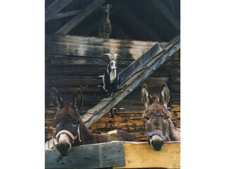 Bio Bauerhof-Hirzhof SO Ski&Bike Ridehaus