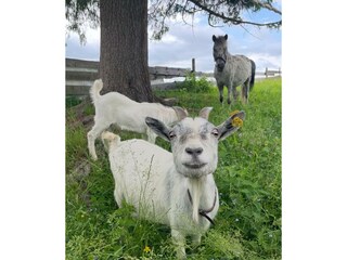 Lustige Tiere-Hirzhof SO Ski&Bike Ridehaus