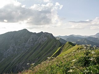 Wunderbare Pflanzenvielfalt
