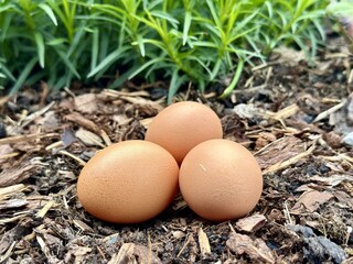 Eier