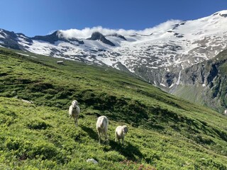 Schafe im Habachtal