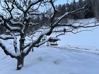 Apfelbaum im Winter