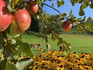 unsere Kühe auf der Weide