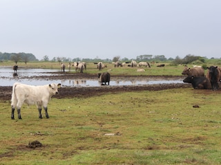 Landschaftspfleger auf der Birk