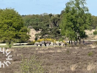 Ferienhaus Havelte Umgebung 26