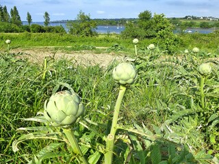 Vakantiehuis Plougasnou Omgeving 14