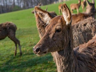 Appartamento Bürdenbach  27