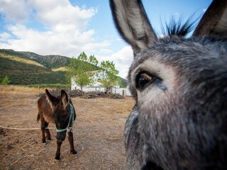Holiday house Algarinejo  33