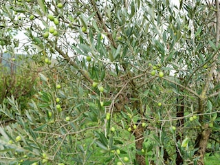 Bauernhof Passignano sul Trasimeno Umgebung 35