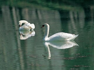 Fattoria Passignano sul Trasimeno Ambiente 30