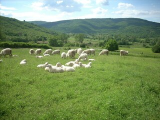 Fattoria Passignano sul Trasimeno Ambiente 40