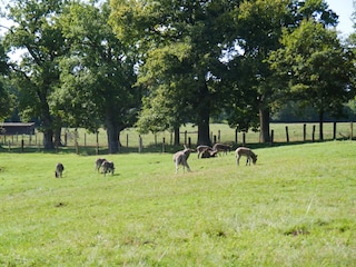 Tierpark Sababurg (12km) , für unsere Gäste kostenlos